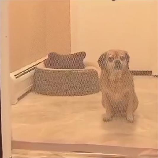 Portable Folding Pet Isolation Barrier - Anti-Fence Solution for Pets