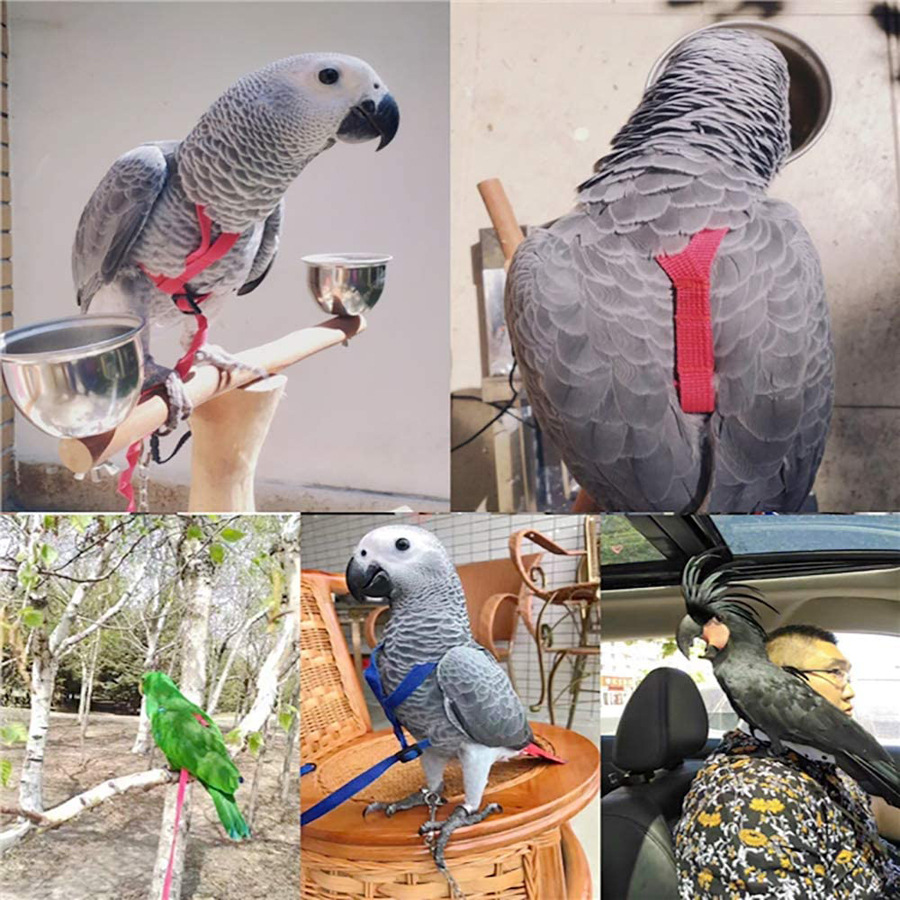 Parrot Flight Companion: Flying Rope and Bird Harness for Safe Adventures