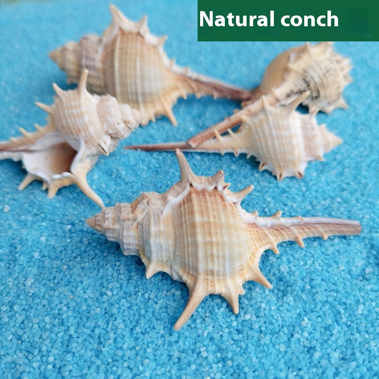 Natural Shell Conch Decoration for Fish Tanks - 5-9cm Micro Landscape Accent