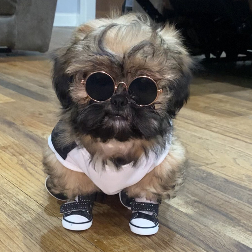 Stylish Small Dog Teddy Shoes for All Seasons - Perfect for Your Pet!