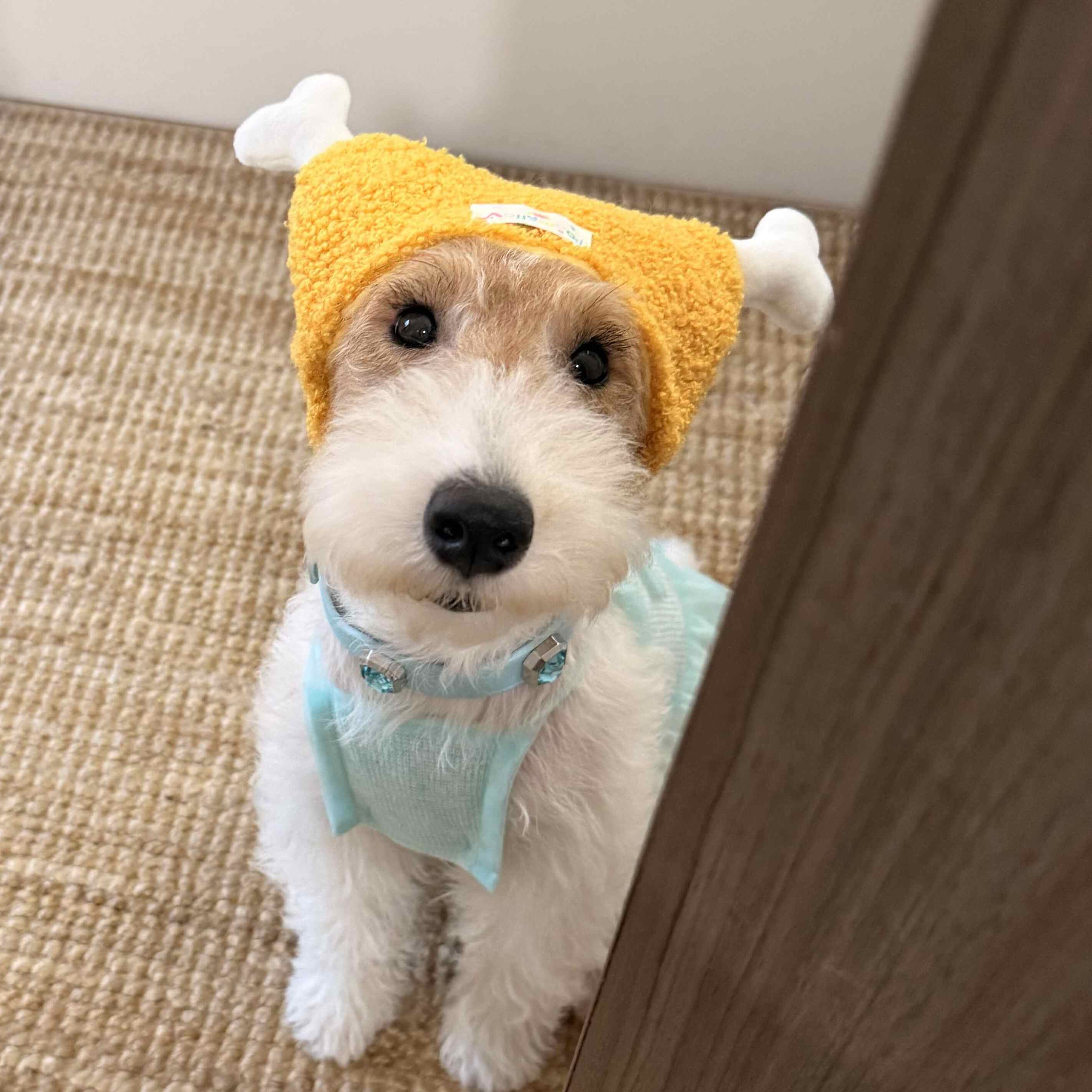 Premium Chicken Legs for Dogs and Cats | Stylish Hats & Headsets | Outdoor Pet Accessories