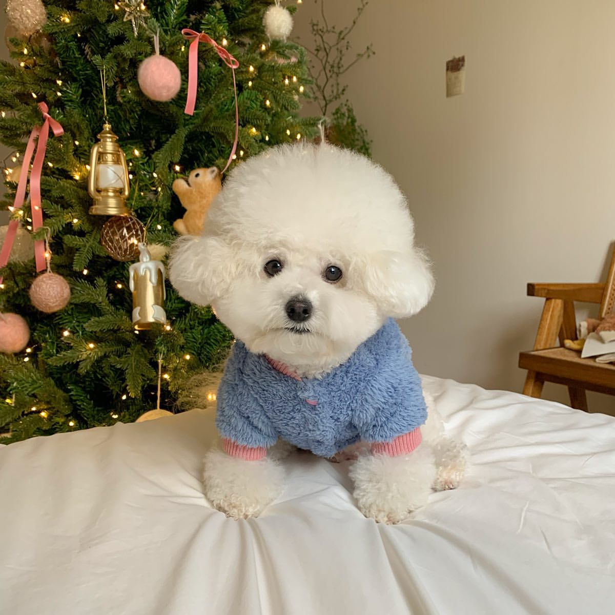 Trendy Autumn and Winter Pet Coat - New Fashion for Your Furry Friend