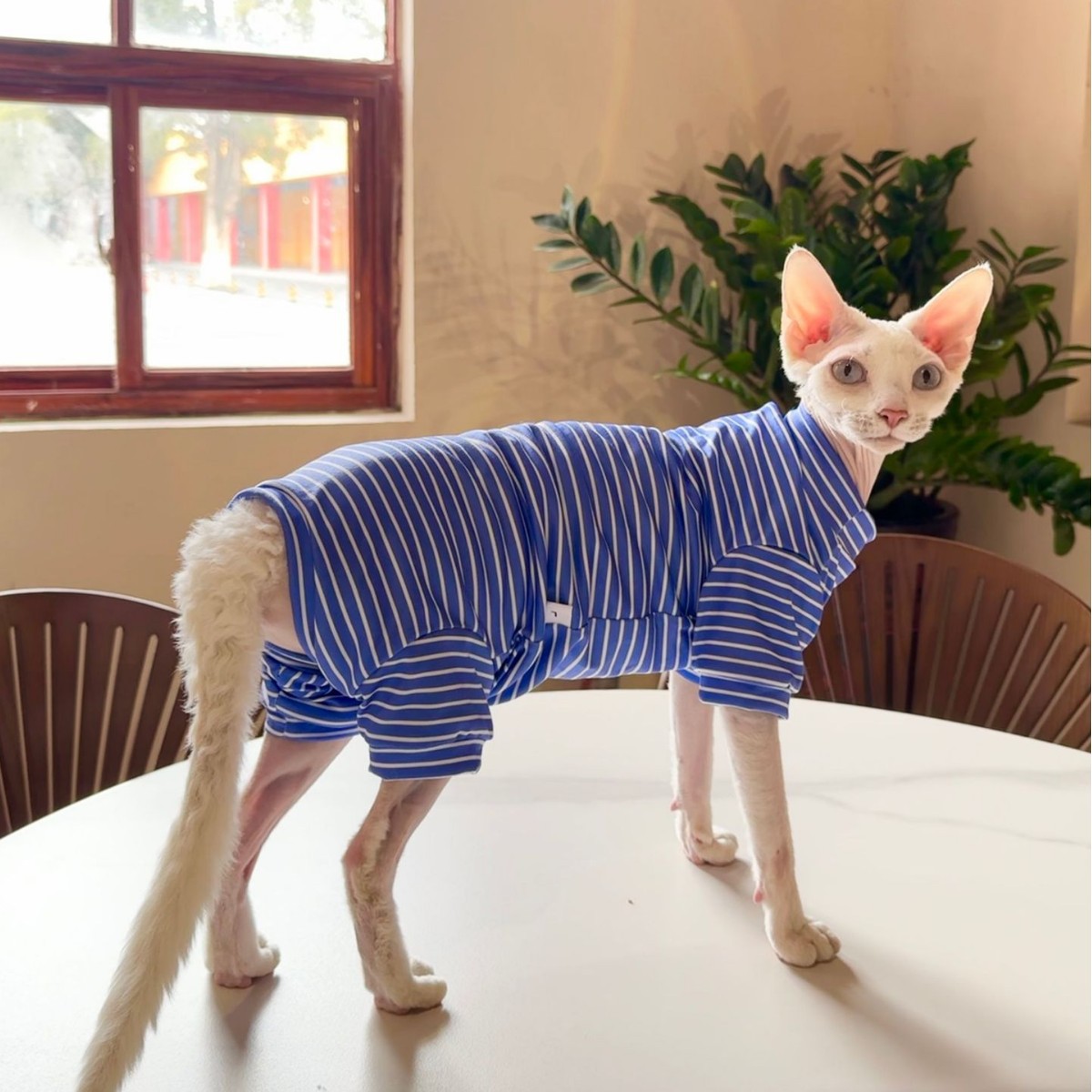 Breathable Pet Cool Thin Clothing for Cats - Stylish Four-Legged Wear