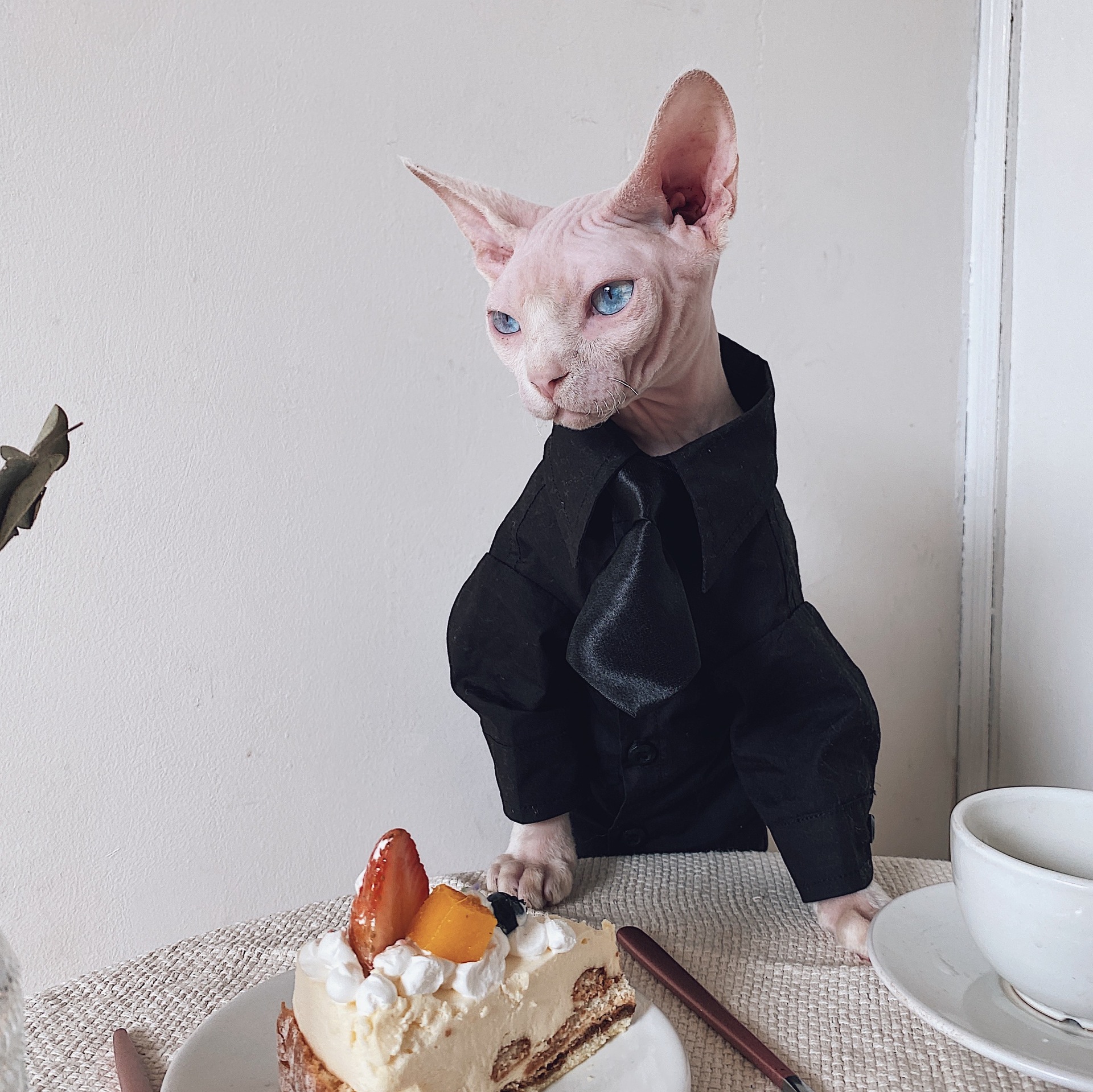 Sphinx Cat Clothing - Stylish German Suit Shirt Outfit for Hairless Cats