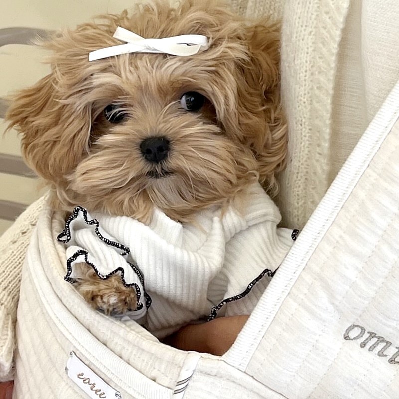 Trendy Personalized Dog Clothes – Stylish Bottoming Shirt for Pets