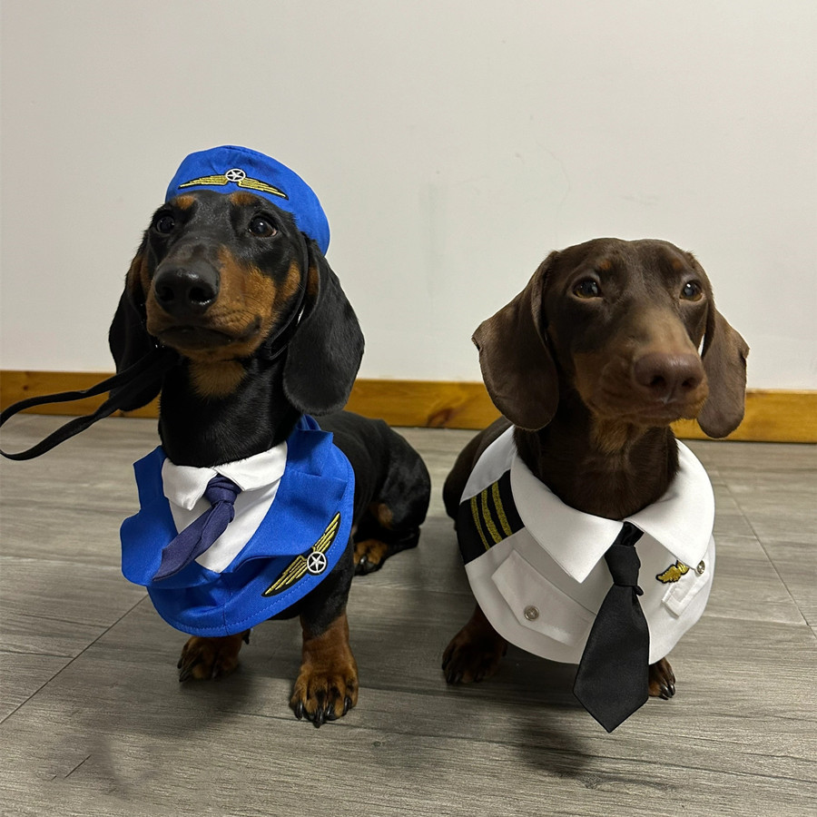 Dachshund Dog Halloween Costume – Funny & Adorable Outfit for Pups