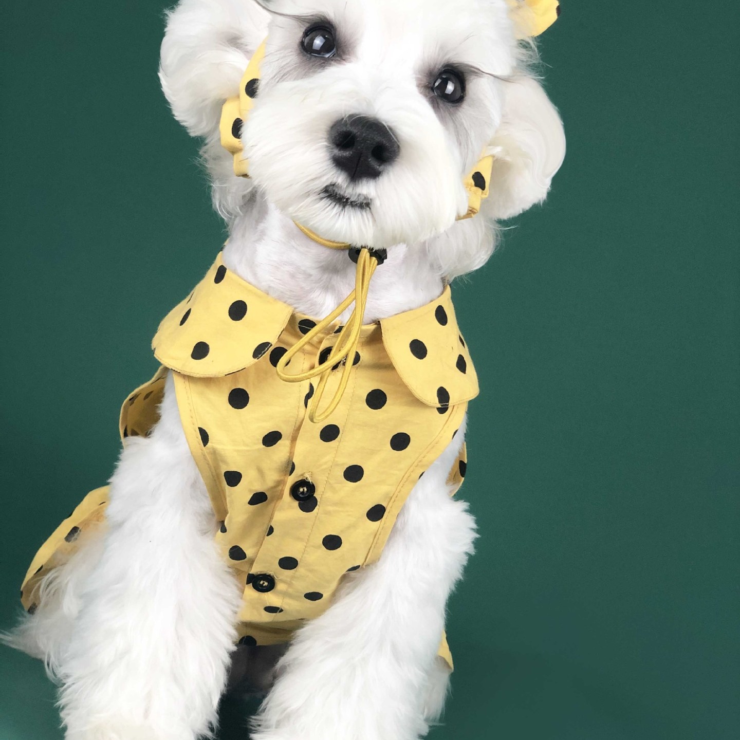 Summer Dog Clothes: Adorable Thin Dress for Small Dogs - Cute Princess Outfit for Teddy, Schnauzer, Corgi, and Cats