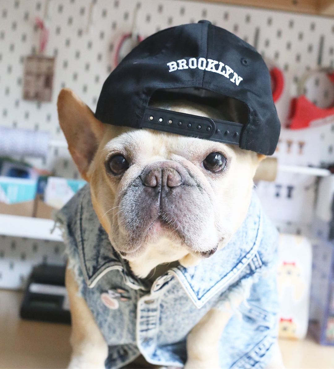 Stylish Washed Denim Jacket for Pet Dogs - Trendy Dog Clothing