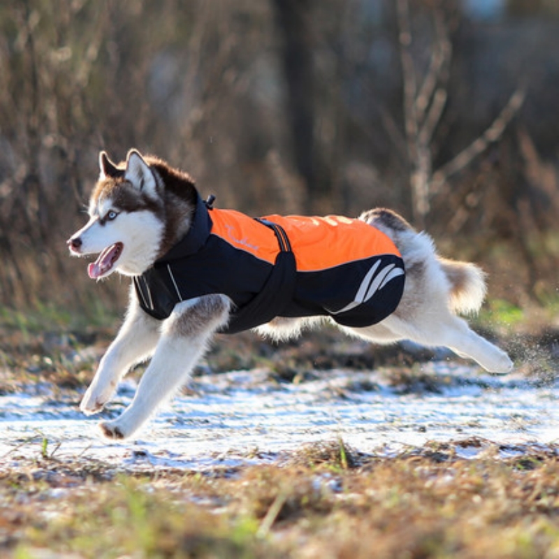 Stylish and Cozy Winter Pellet Down Jacket for Dogs - Stay Warm!