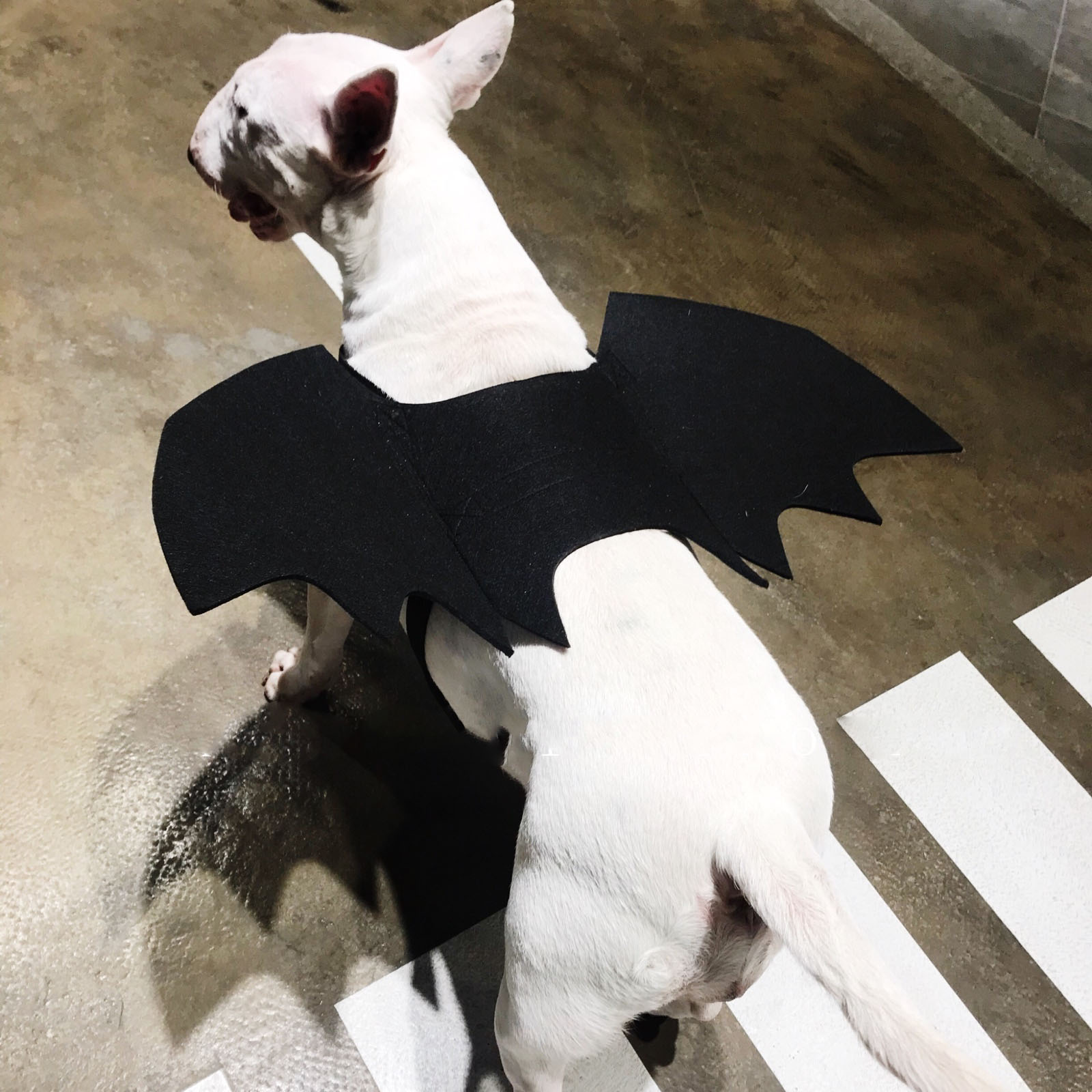 Pet Bat Wings Reimagined as Stylish Dog Accessories