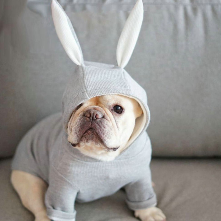 Adorable Small Dog Knitted Sweater with Rabbit Ears Costume for Pets