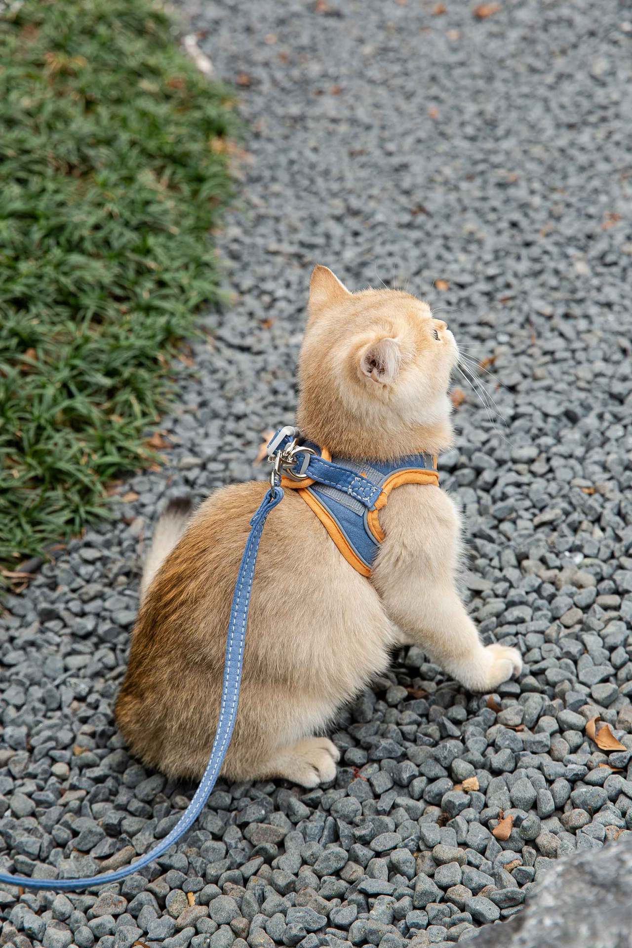 Cat Traction Rope Vest-Style Reflective Chest Harness - Anti-Stroke Resistance & Cute Design for Walking Cats and Dogs