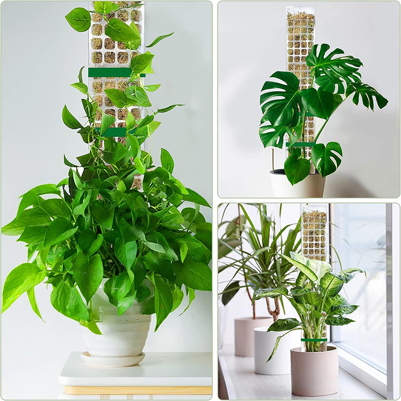 Plastic Moss Pole for Climbing Plants - Ideal Vine Support Brackets - Image 3