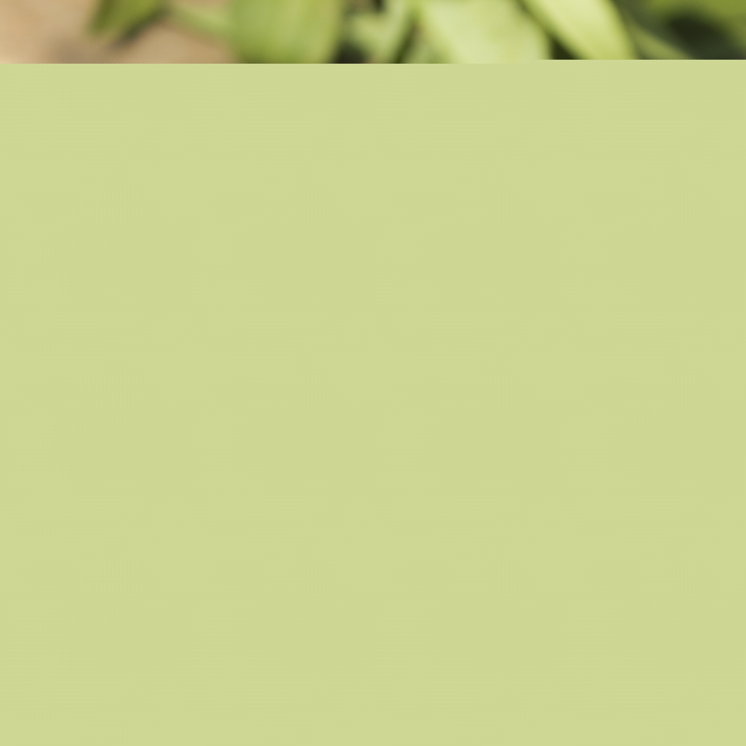 Couple Meridian Watch - Stylish Timepiece for Him and Her - Image 5