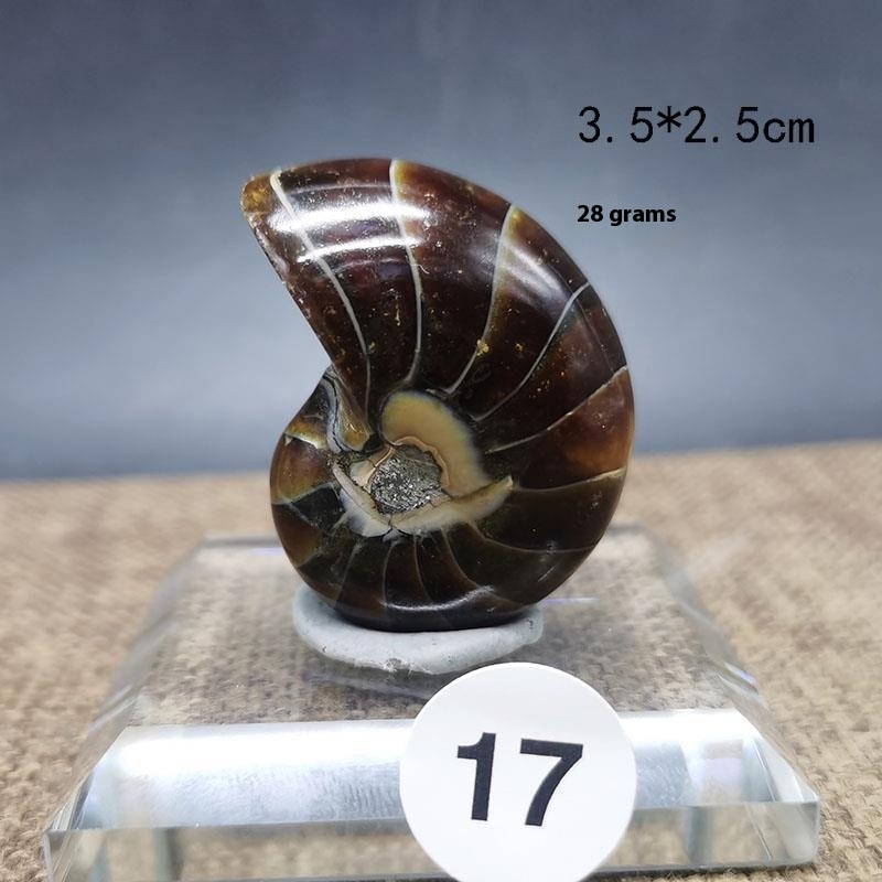 Natural Antique Snail Fossil Ornaments: Handcrafted Decorative Figures - Image 2