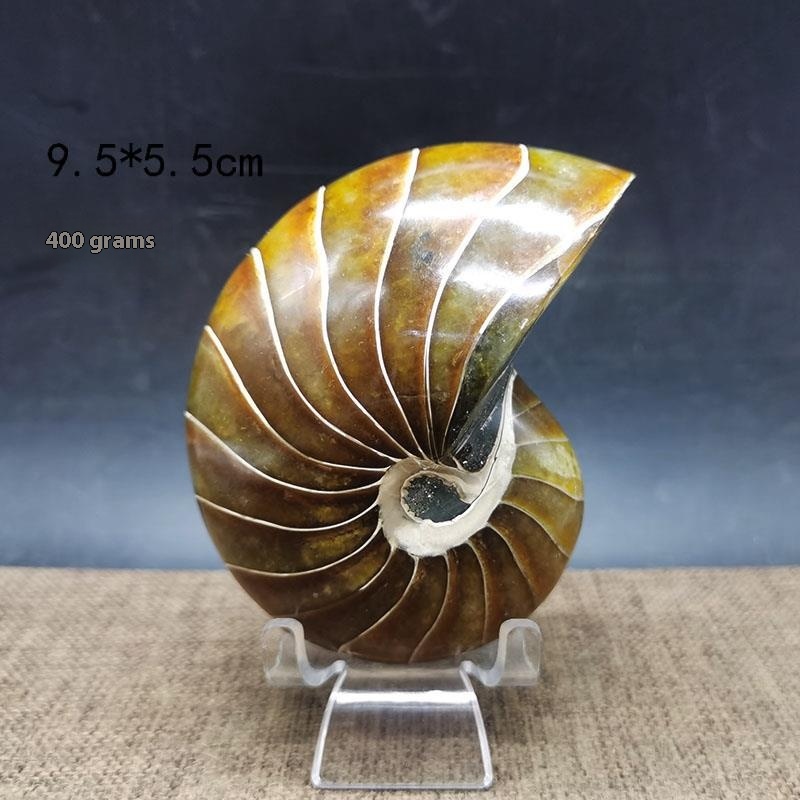 Natural Antique Snail Fossil Ornaments: Handcrafted Decorative Figures - Image 4