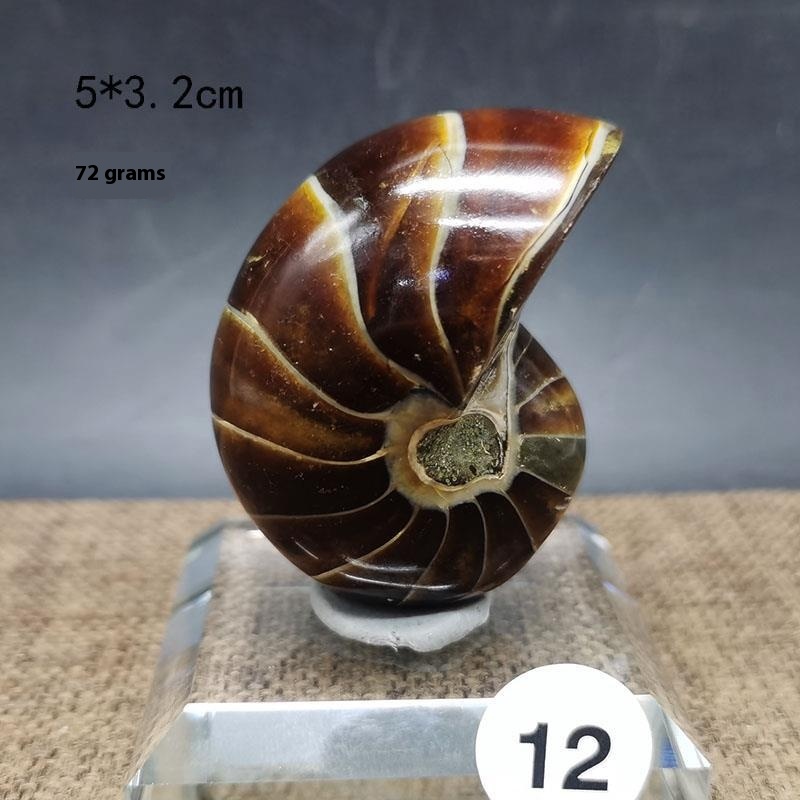 Natural Antique Snail Fossil Ornaments: Handcrafted Decorative Figures - Image 5