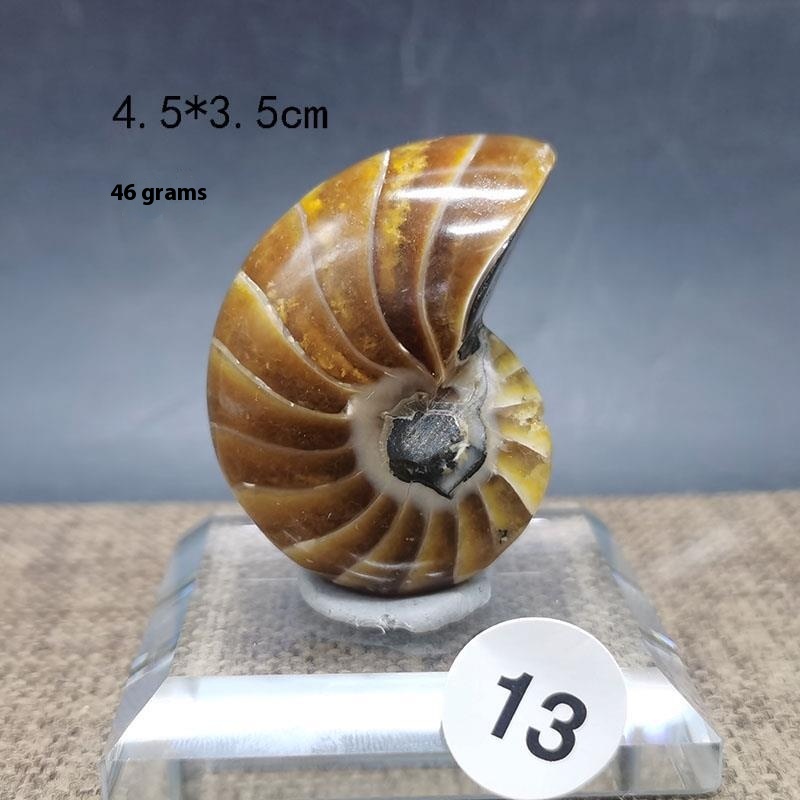 Natural Antique Snail Fossil Ornaments: Handcrafted Decorative Figures - Image 6
