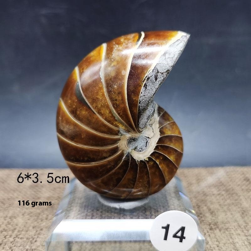 Natural Antique Snail Fossil Ornaments: Handcrafted Decorative Figures - Image 7