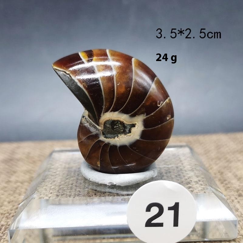 Natural Antique Snail Fossil Ornaments: Handcrafted Decorative Figures - Image 9