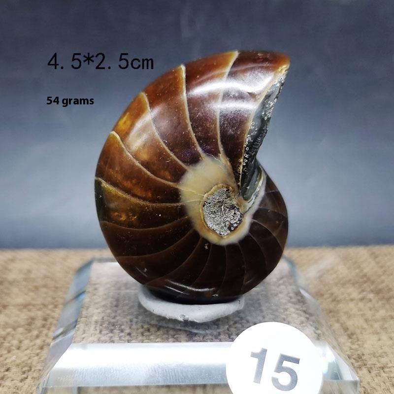 Natural Antique Snail Fossil Ornaments: Handcrafted Decorative Figures - Image 10